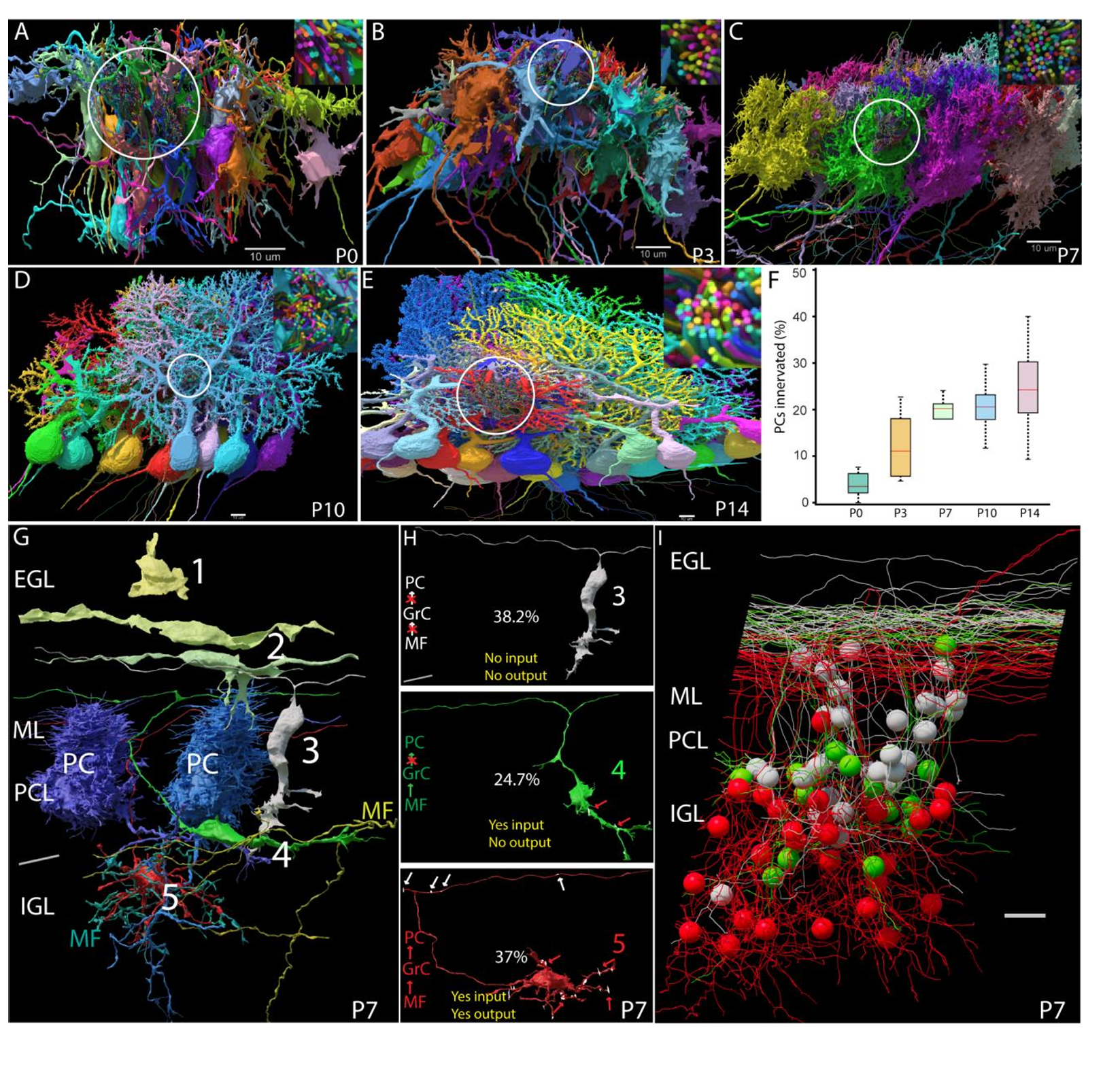 Developmental connectomics visualization of reconstructed cerebellar structures across mouse developmental stages.